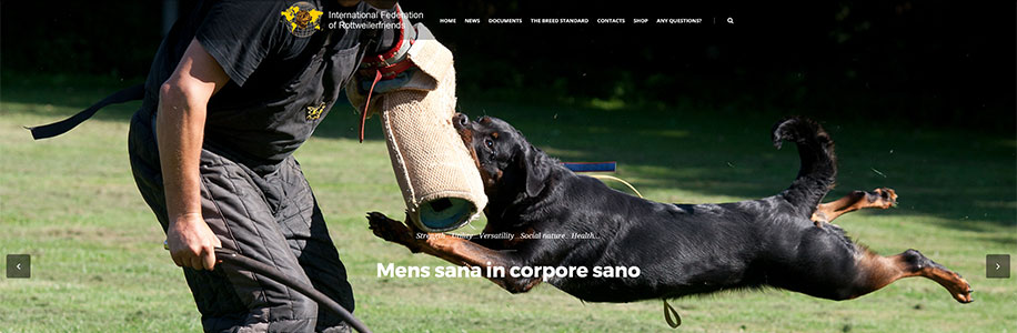 interneto svetainiu kurimas